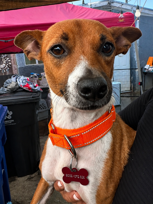 Gaspar S, an adoptable Jack Russell Terrier in Inglewood, CA