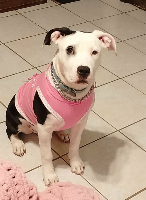 Stella D