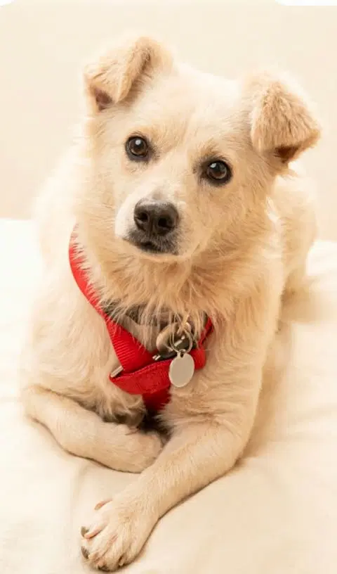 Harold - Parson Russell Terrier