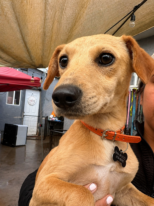 Teddy A, an adoptable Terrier in Inglewood, CA