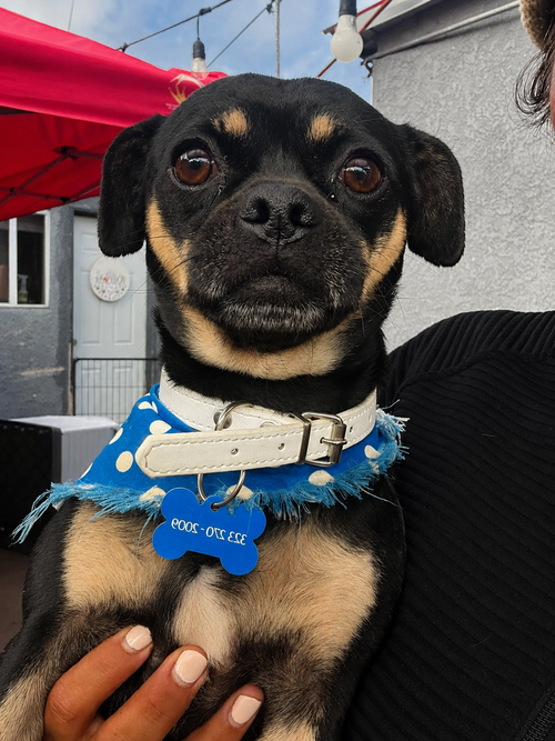 Timo, an adoptable Pug in Inglewood, CA