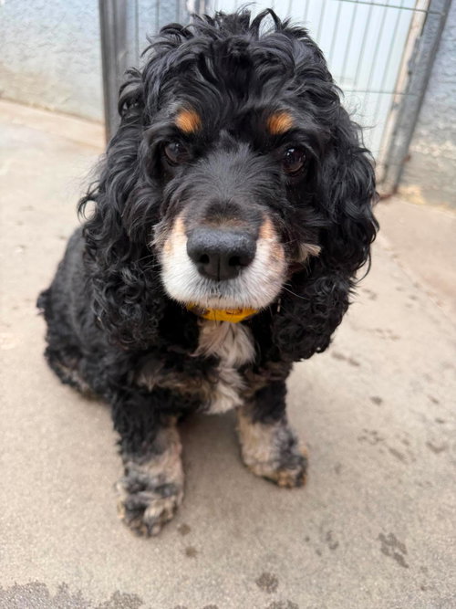 Daisy