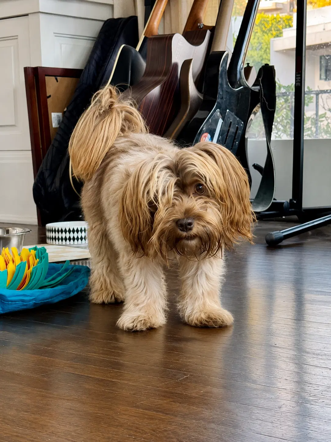Brownie Callie - Yorkshire Terrier Yorkie