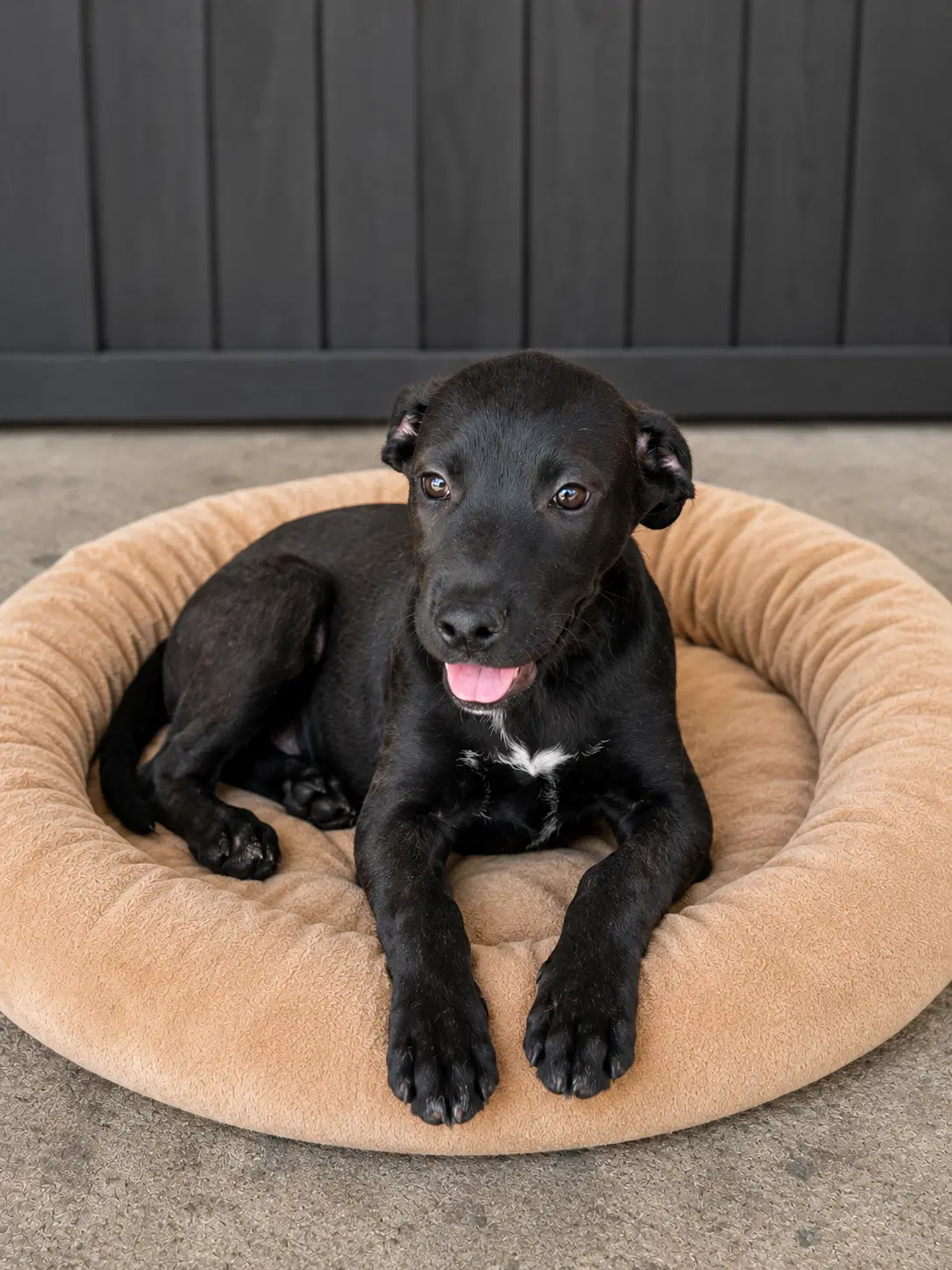 Oliver - Black Labrador Retriever