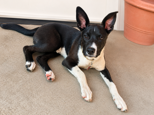 Travis, an adoptable Terrier in Inglewood, CA