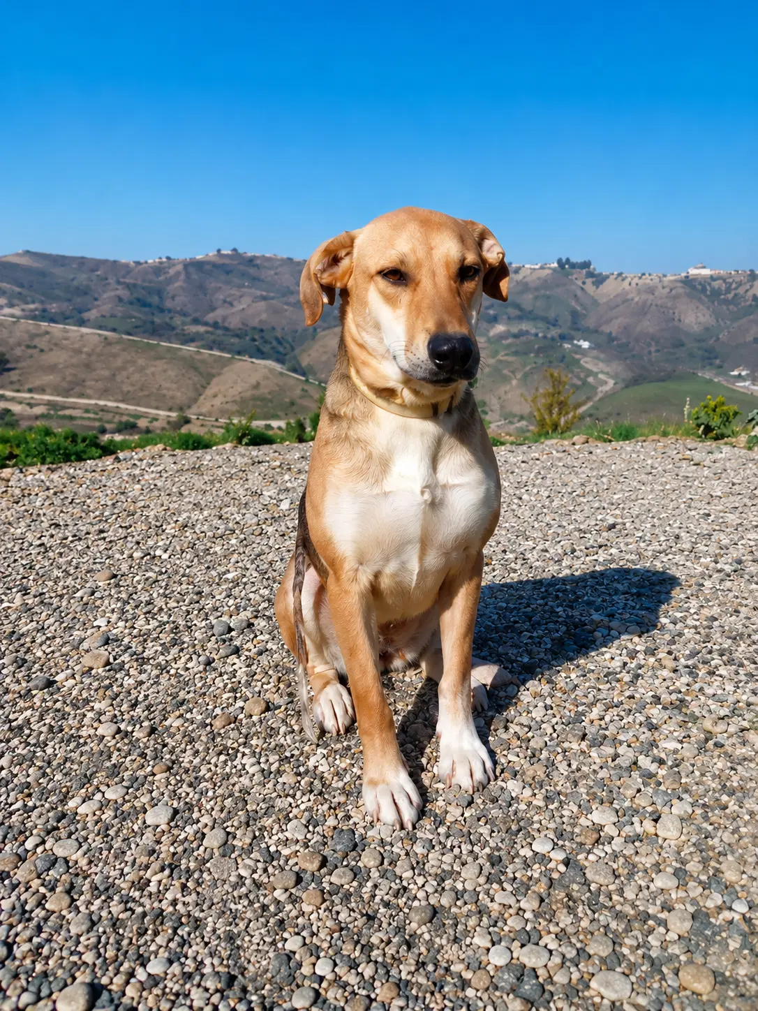Lady D - American Foxhound