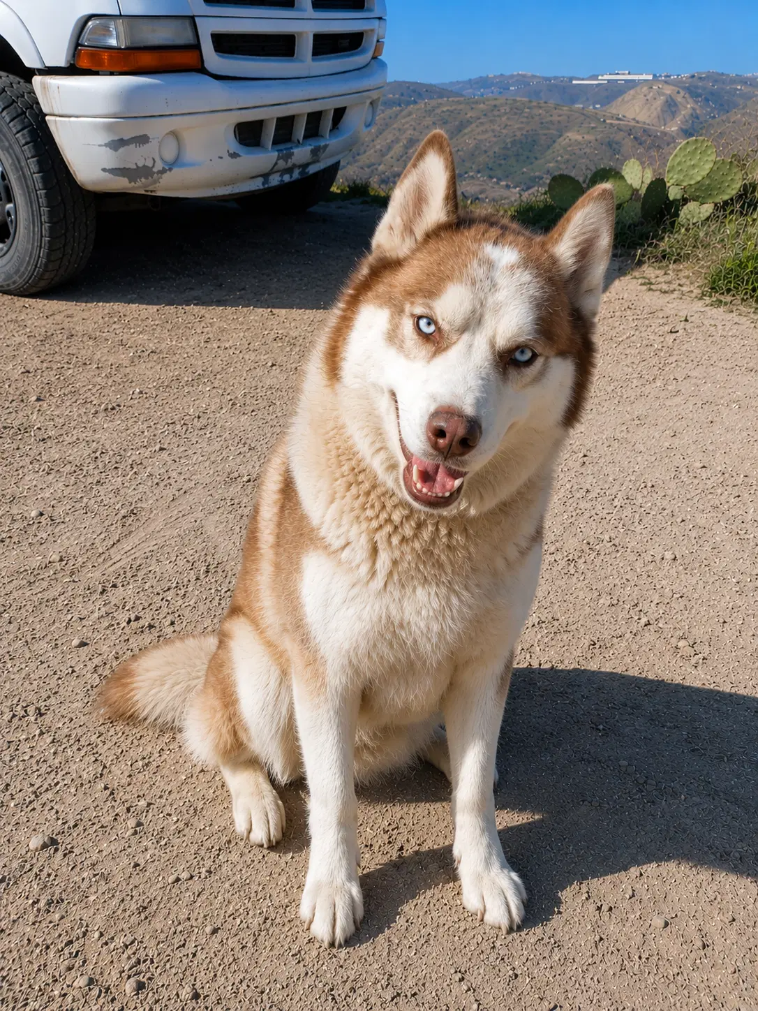 Patas D - Husky