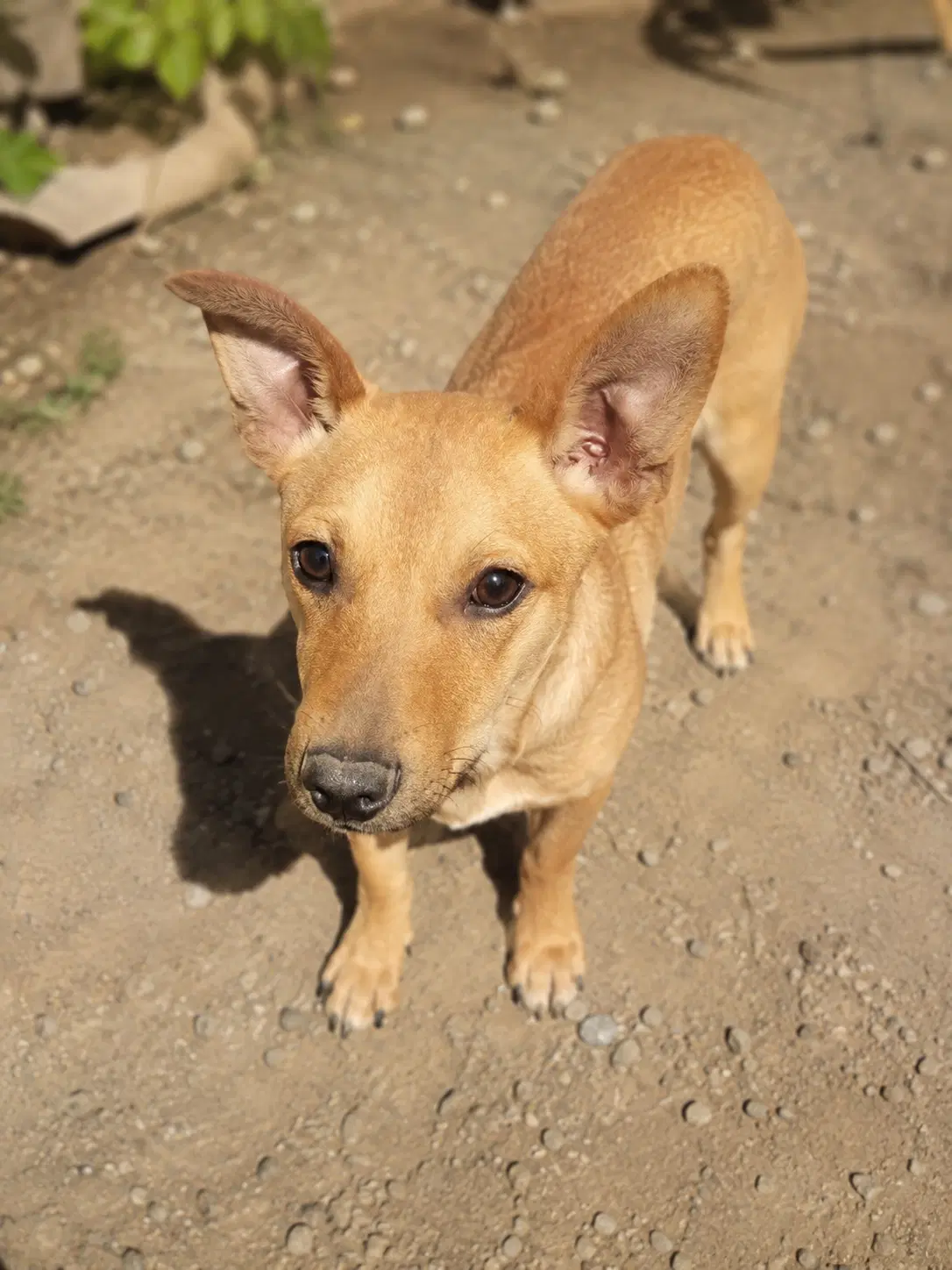 Pepe D - Jack Russell Mix