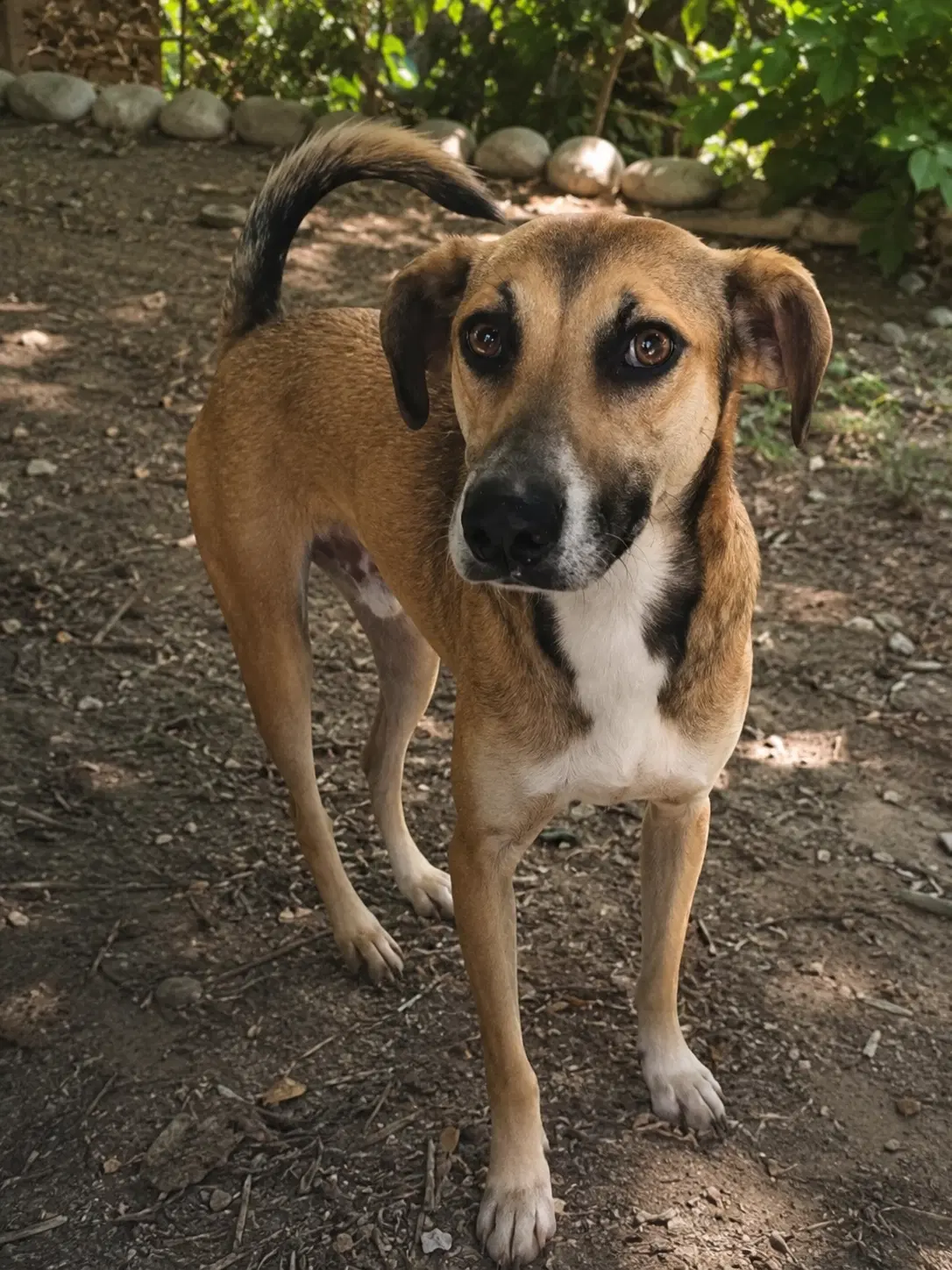 Rex D - American Foxhound