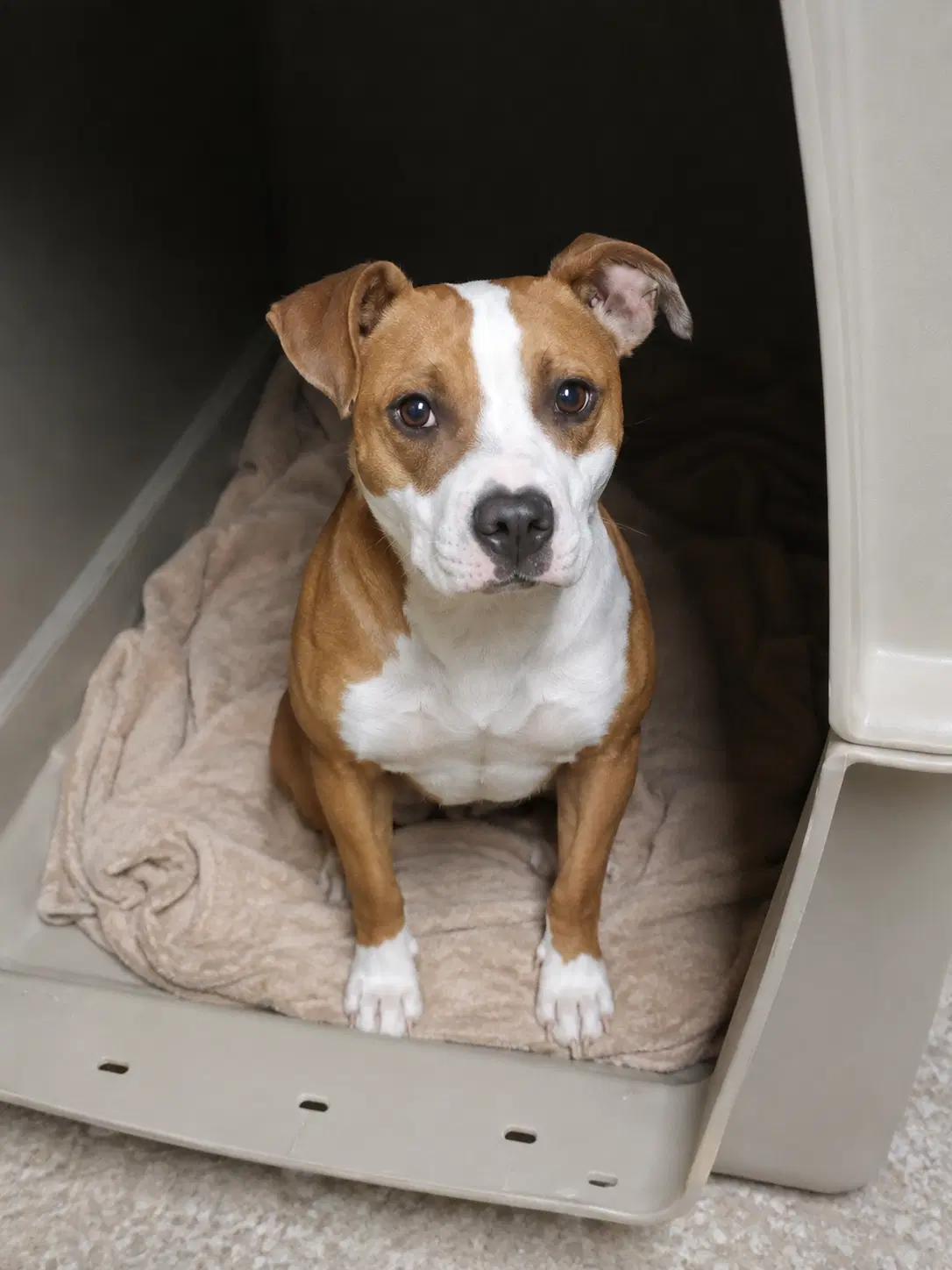 Belle D - Terrier