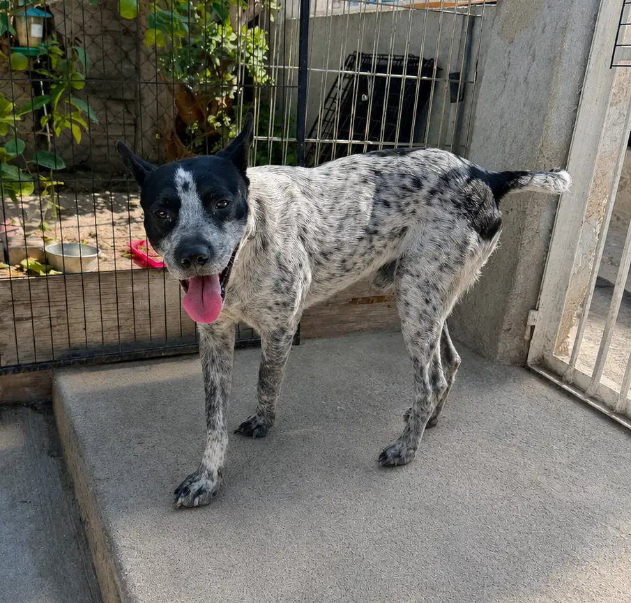 Mr Oreo - Australian Cattle Dog/Blue Heeler