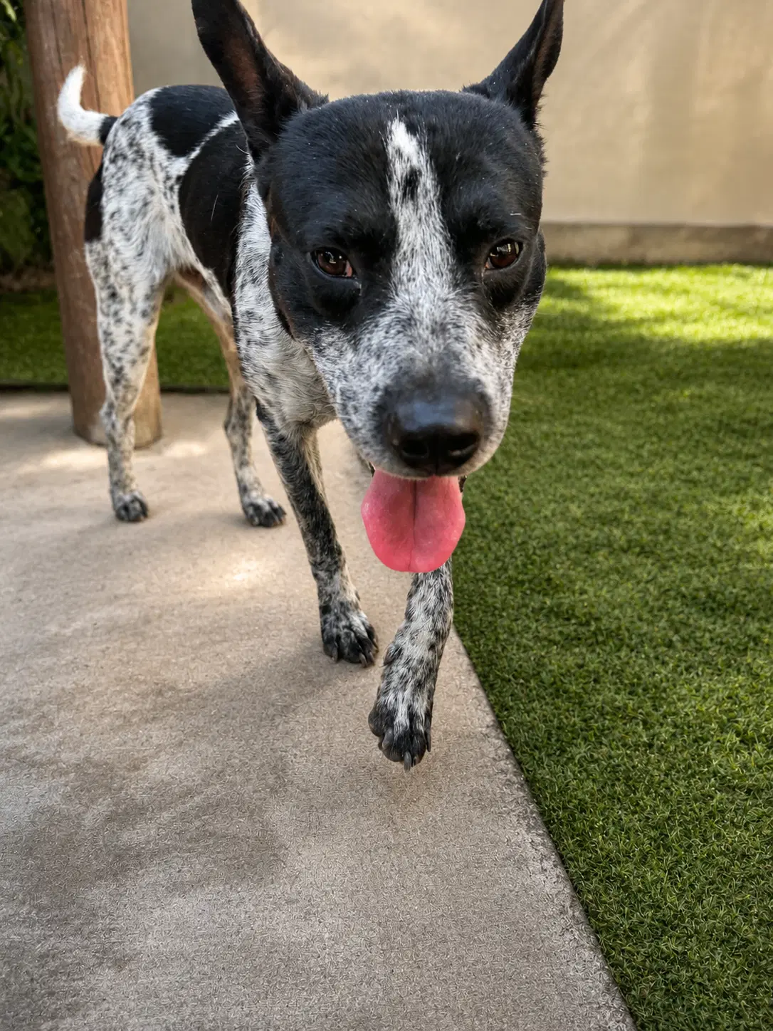 Mr Oreo image 3