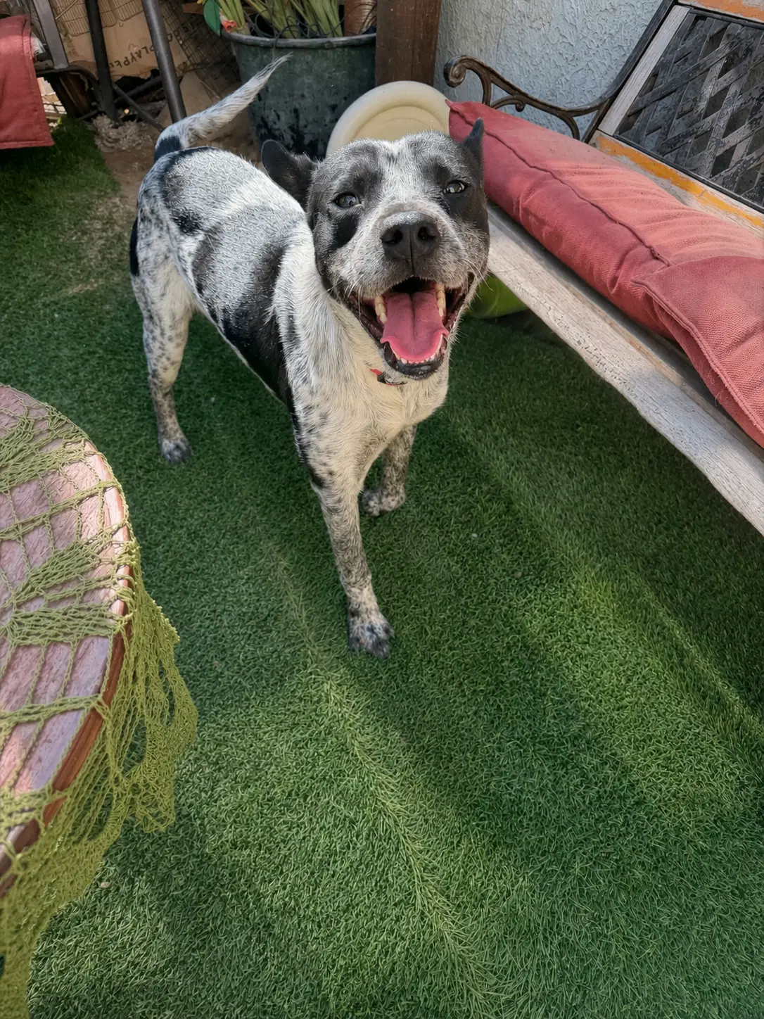 Mr Oreo image 4