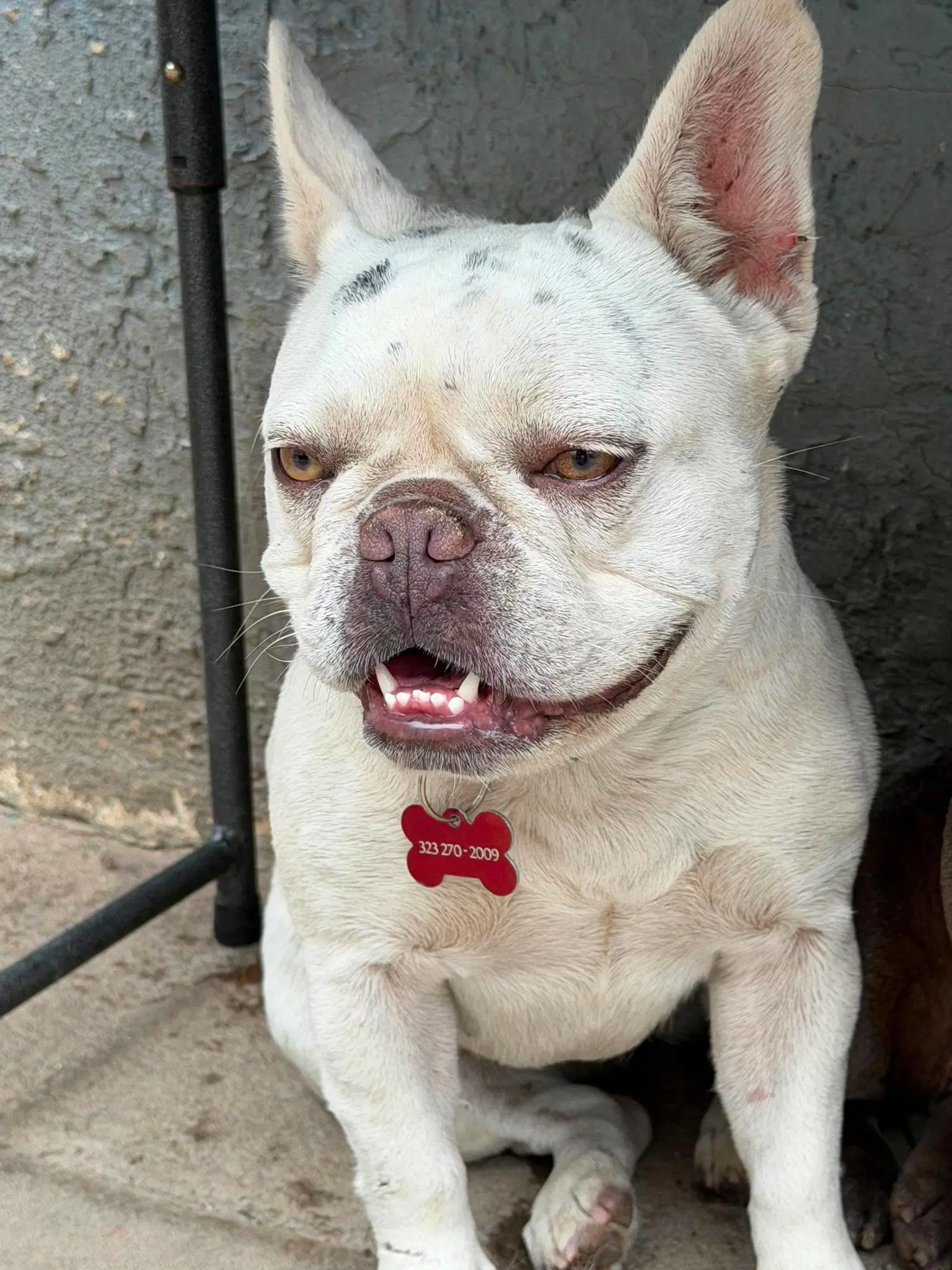 Diamond - Pug