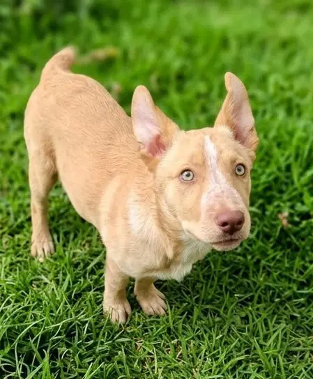 Lumi D - Australian Kelpie