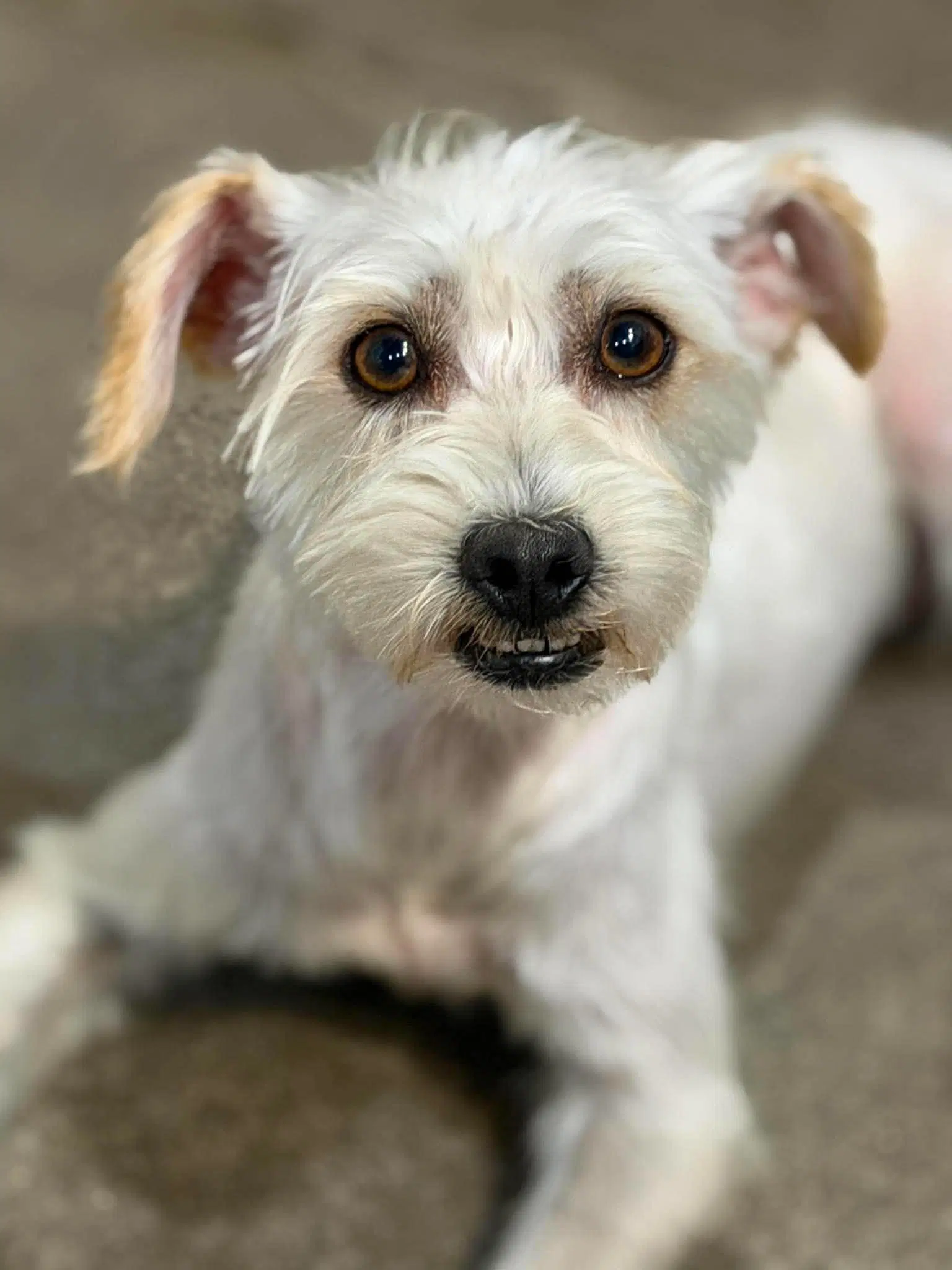 Pickles - Miniature Schnauzer
