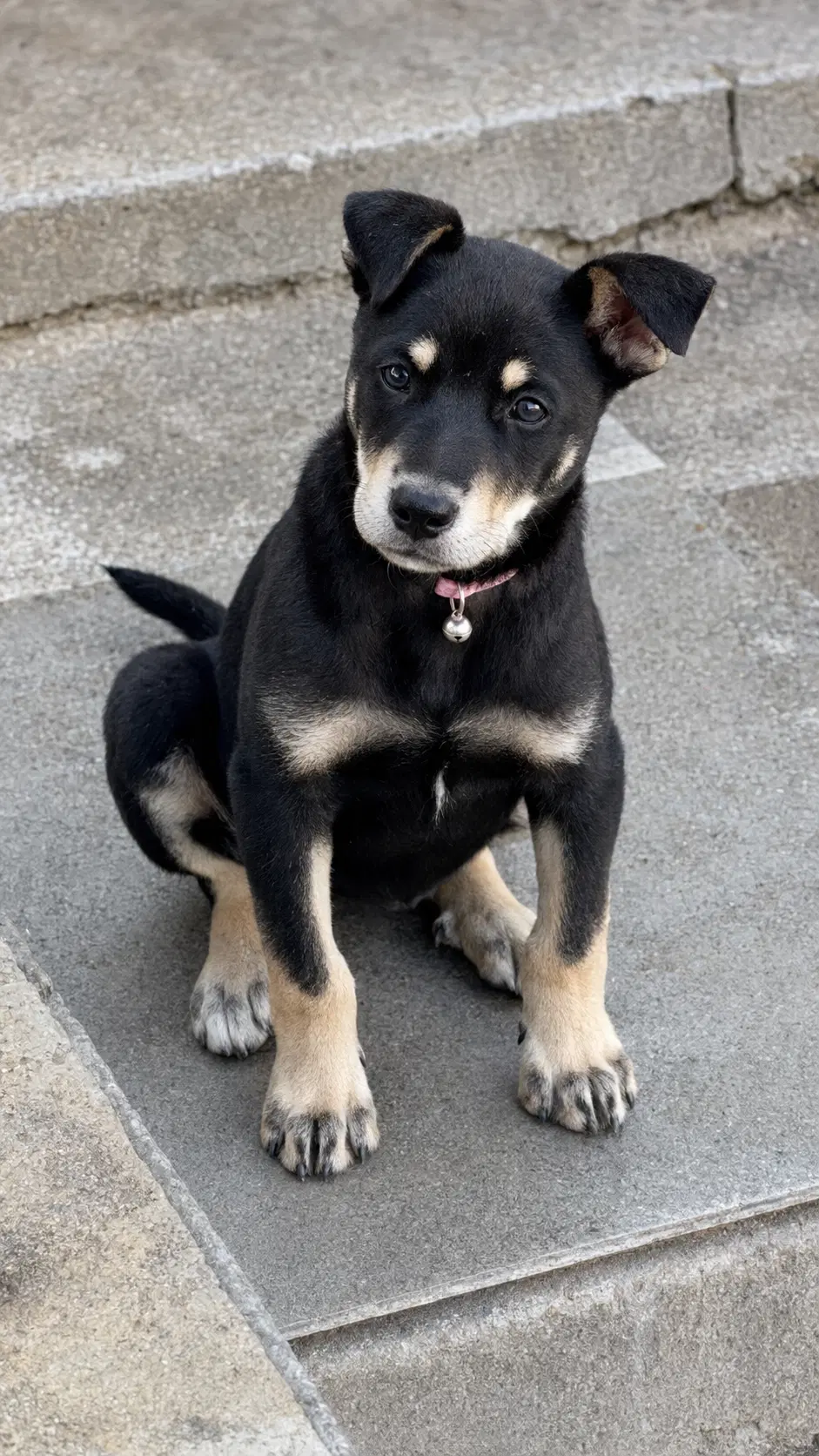 Noah - Australian Kelpie