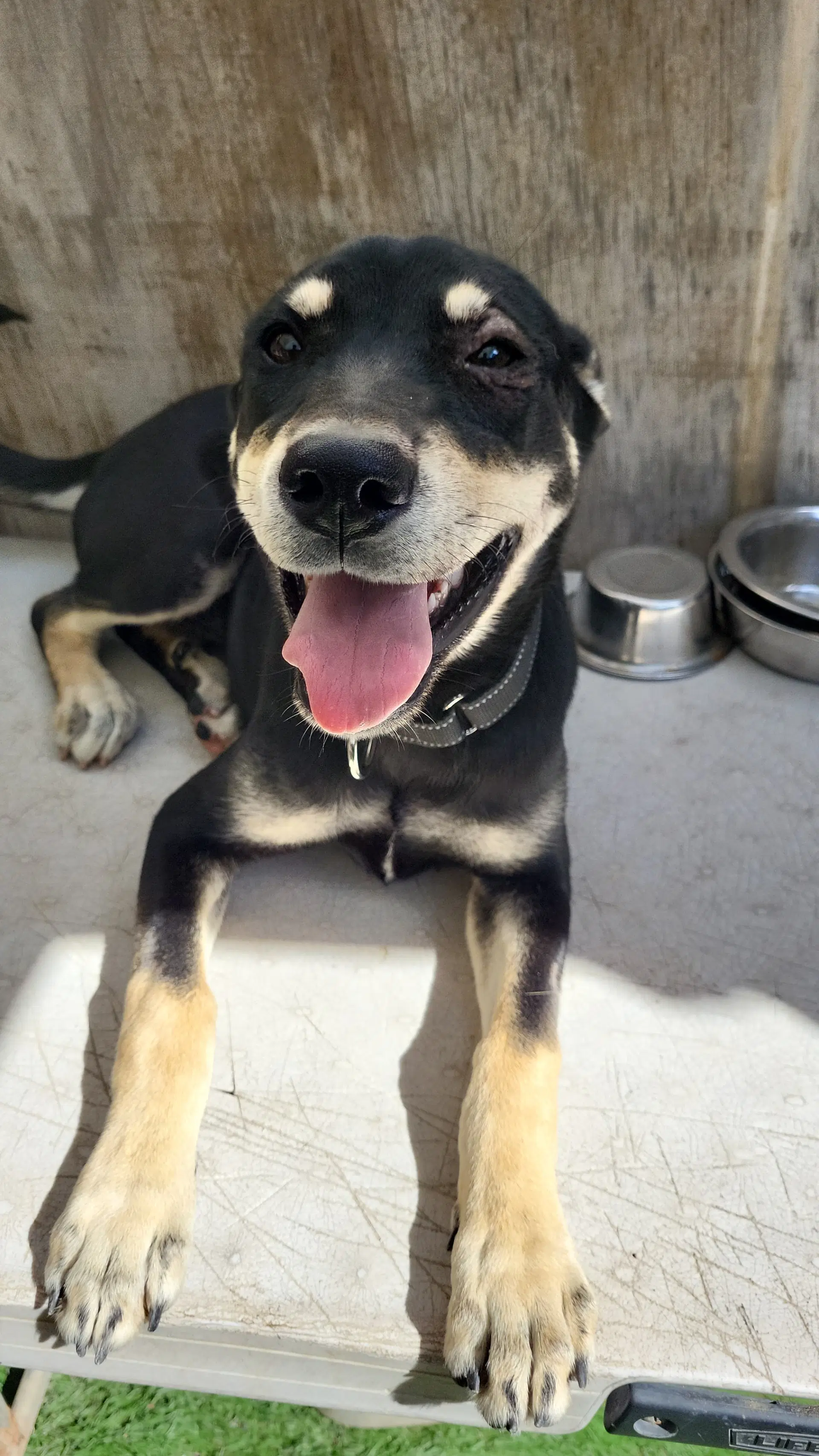 Noah - Australian Kelpie