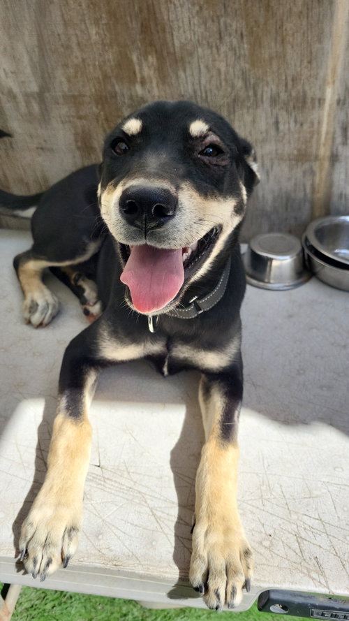 Noah, a dog for adoption from Ozzie and Friends Rescue Inc