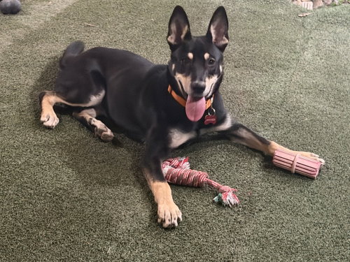 Noah, Australian Kelpie / Manchester Terrier / Mixed (short coat)