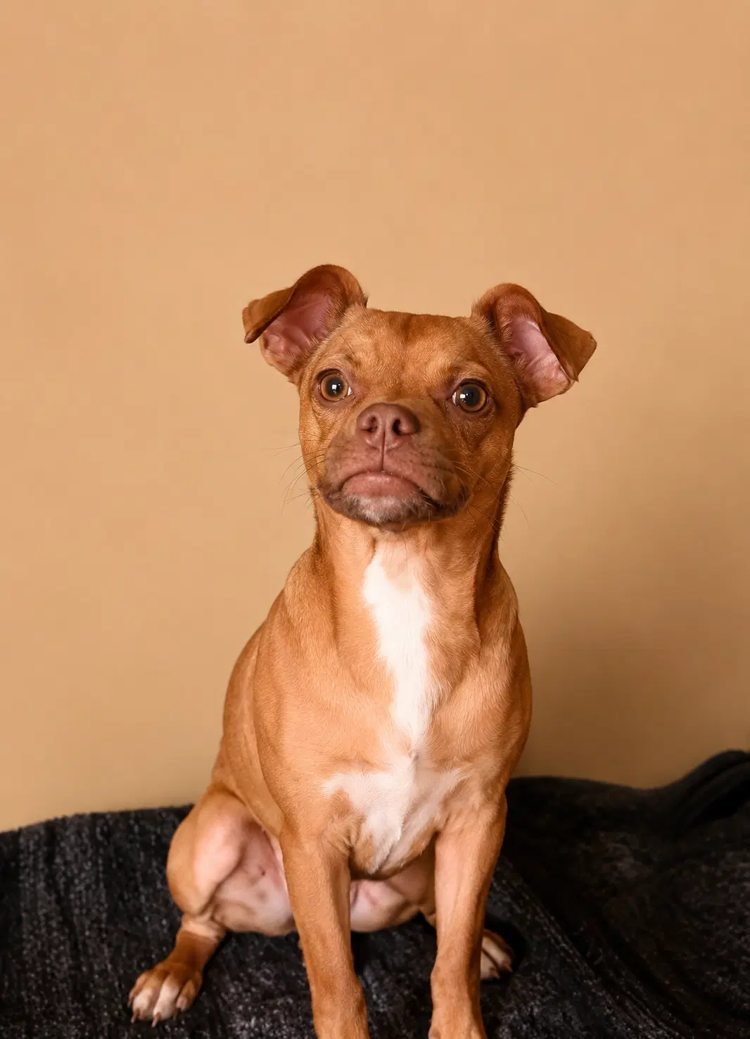 Winston T - Chihuahua