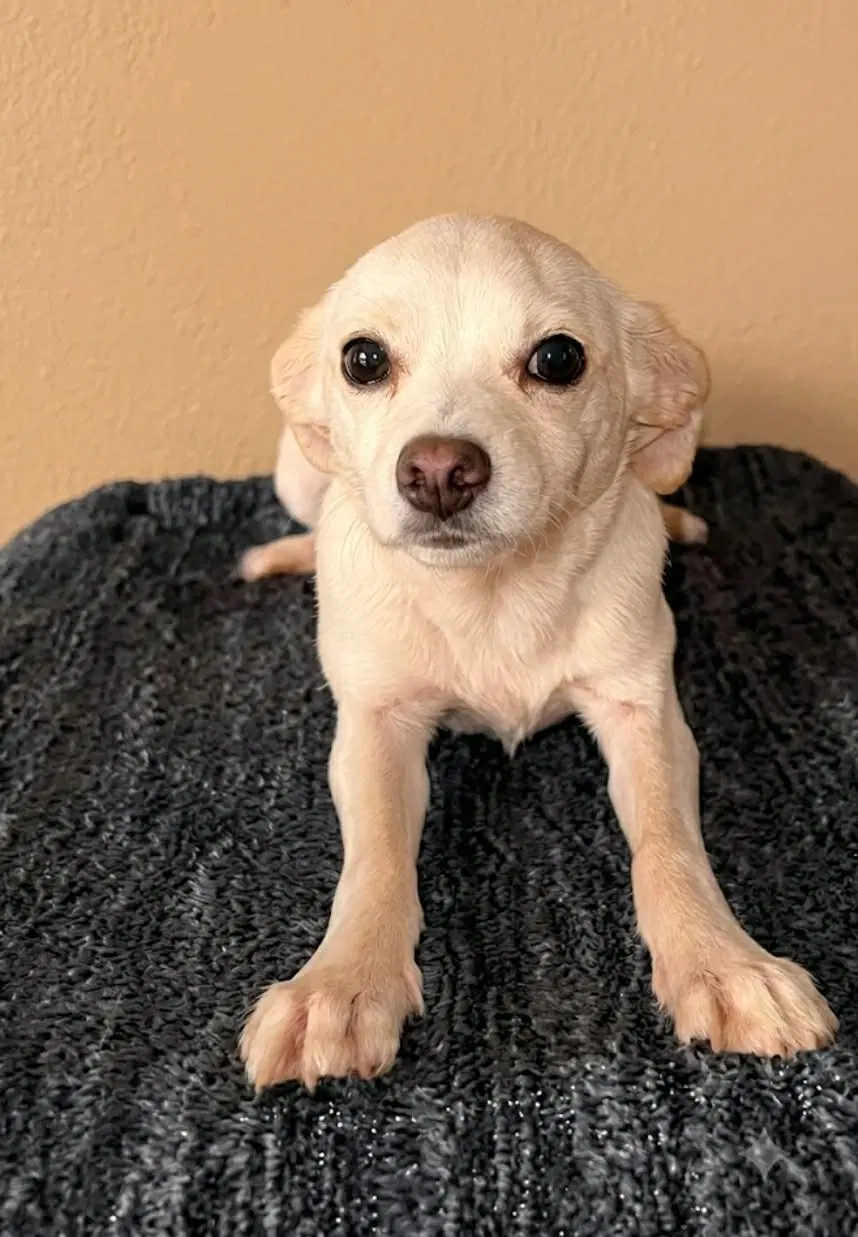 Pixie T - Chihuahua