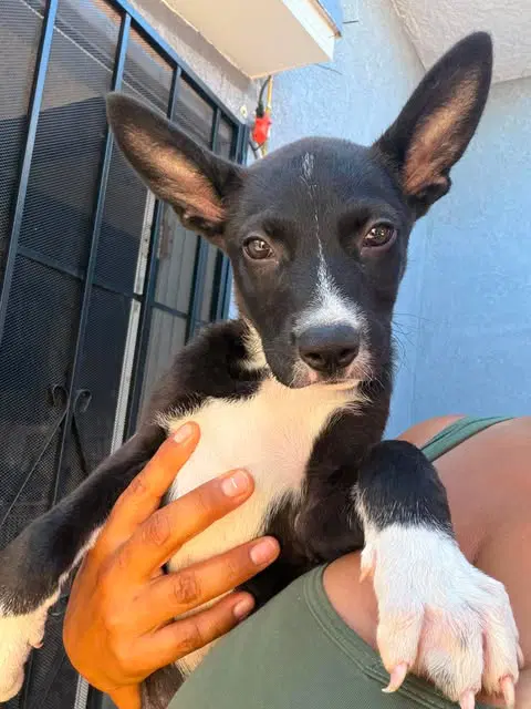 Willow - Australian Kelpie Mix