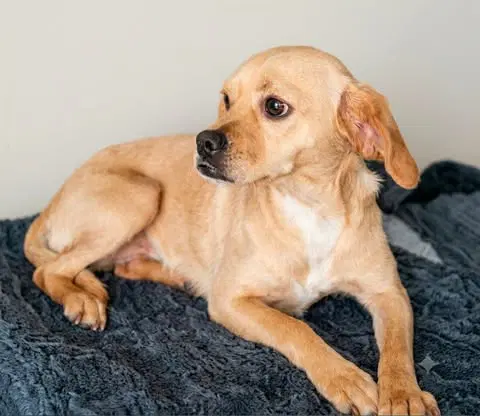 Piglet T - Chihuahua