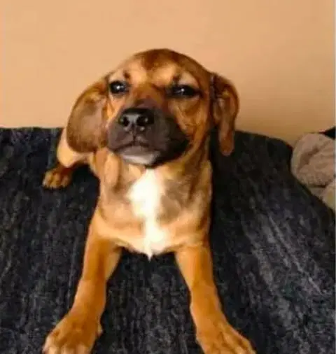 Pepino T - Chihuahua