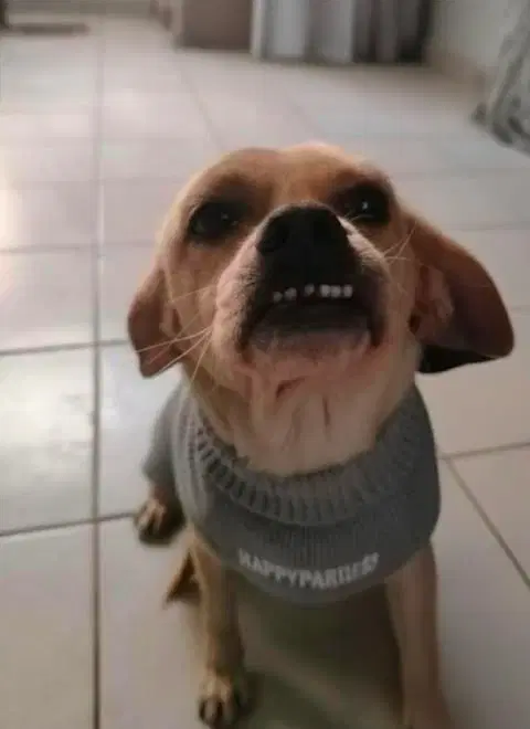 Puglet T - Chihuahua Mix