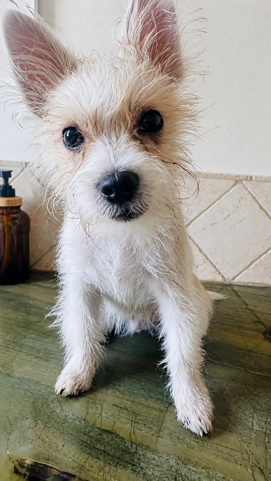 Benny V - Jack Russell Terrier