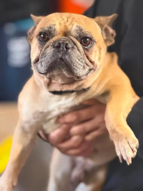 Ray Ray - French Bulldog