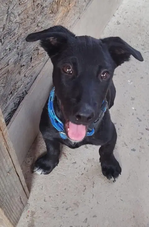 Midnight Oreo Ac - Black Labrador Retriever