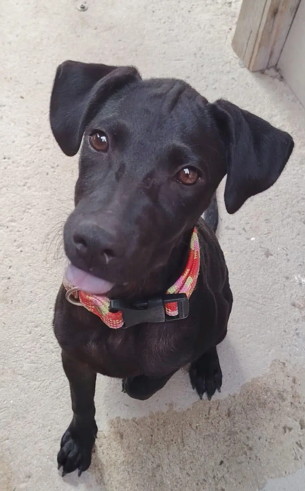 Gala Ac - Black Labrador Retriever