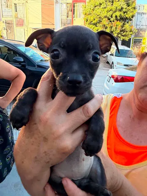 Skittles N - Pug / Chihuahua Mix
