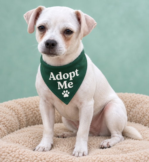 Maple AC, a dog for adoption from Ozzie and Friends Rescue Inc