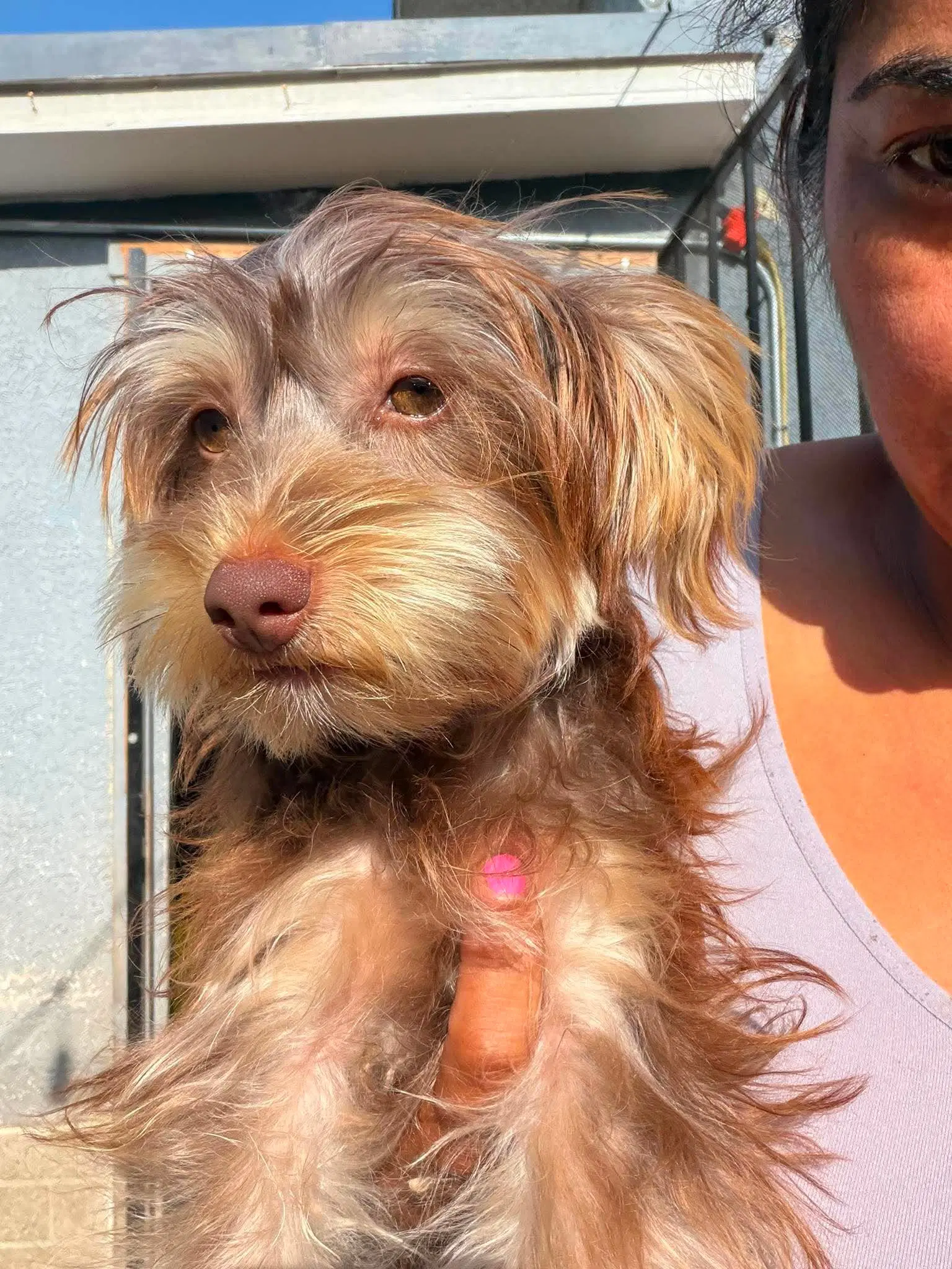 Wicky - Yorkshire Terrier Yorkie