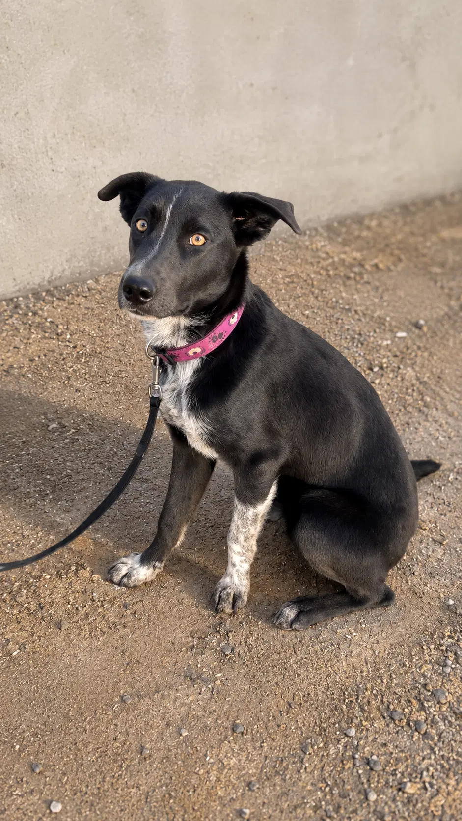 Merlina Ady - Catahoula Leopard Dog