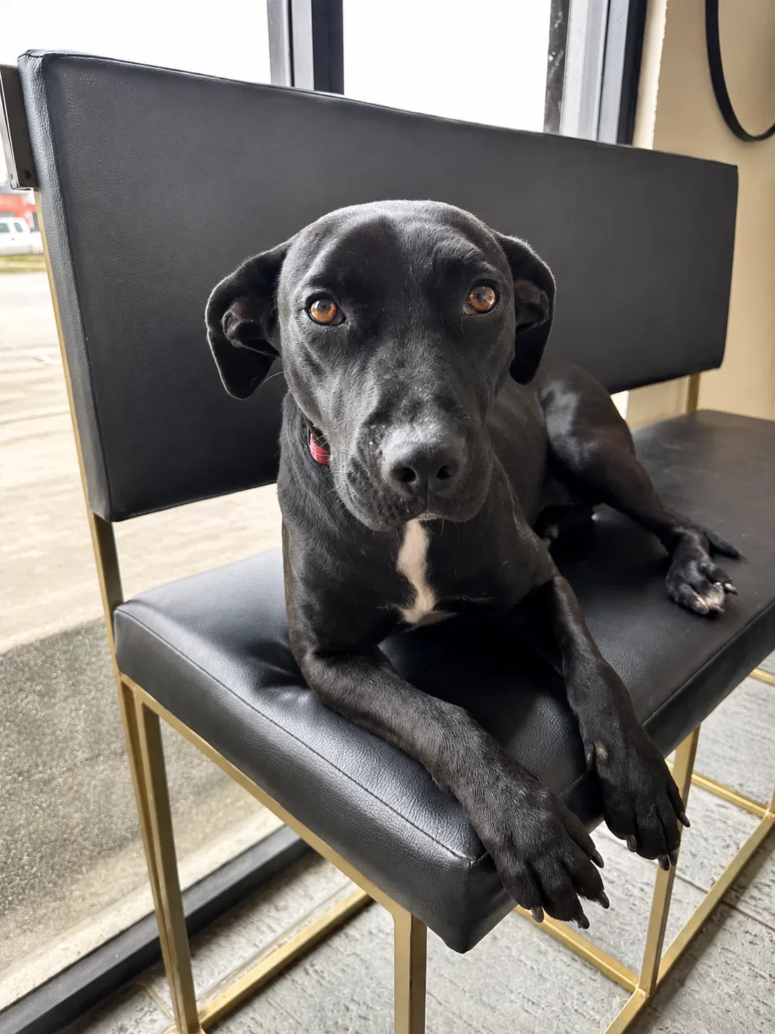 Nena Ady - Black Labrador Retriever
