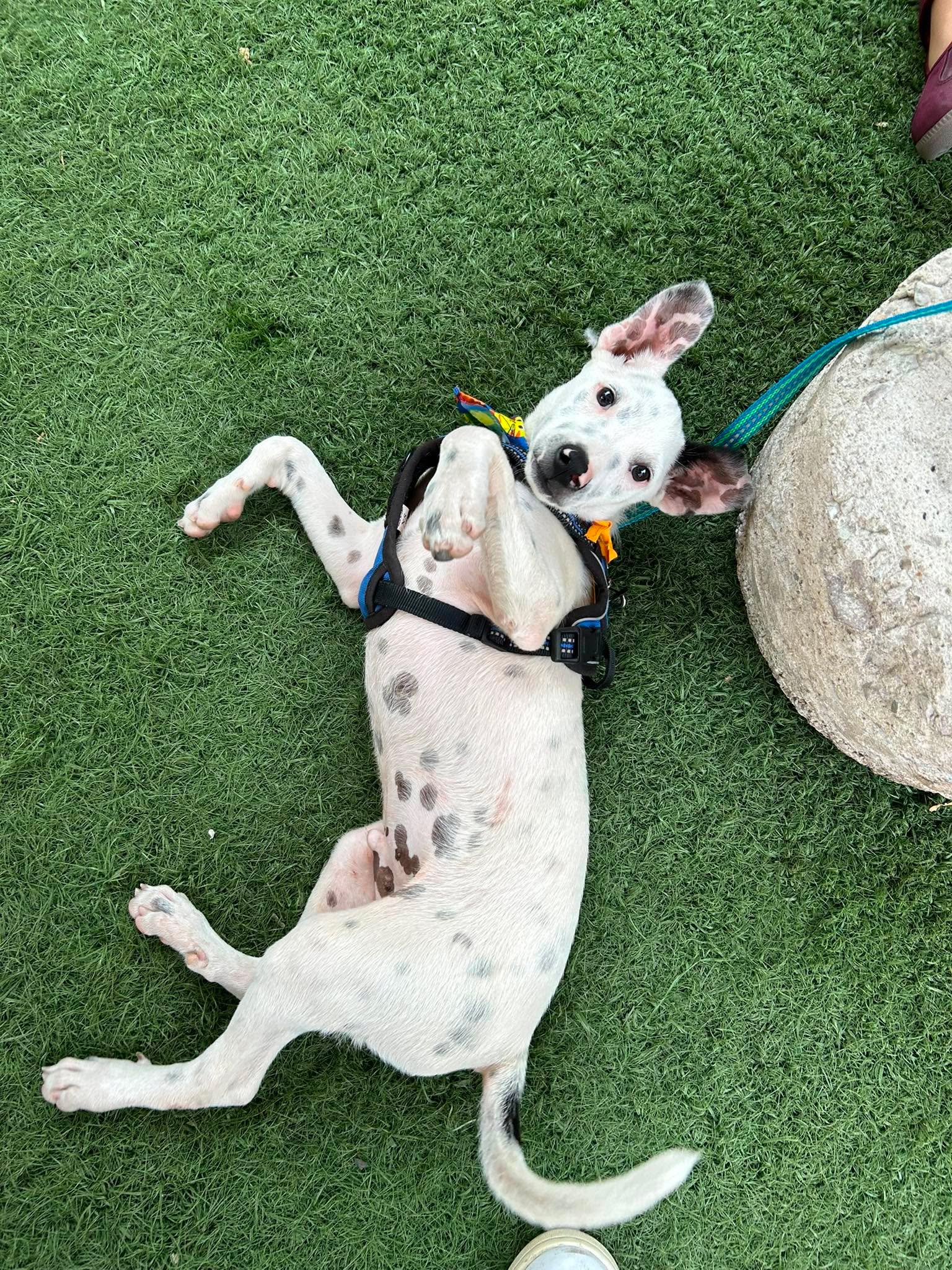 Spotty S image 3