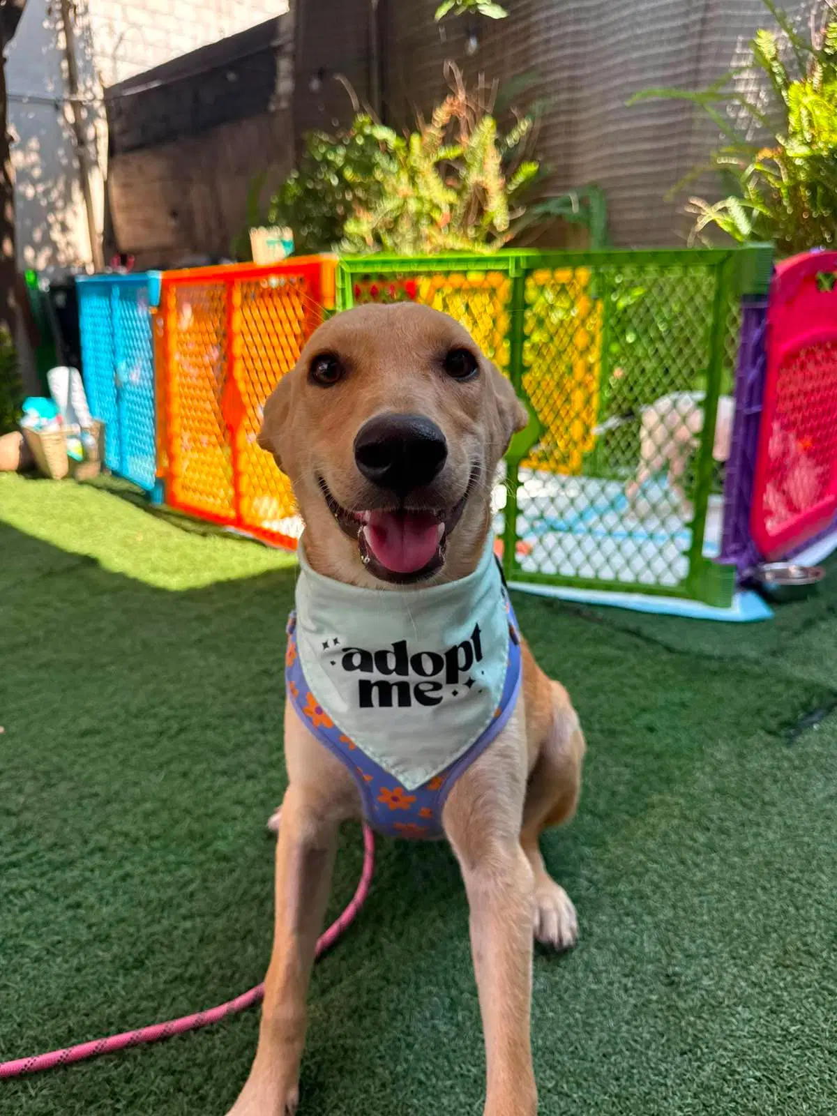 Sparkle S - Carolina Dog
