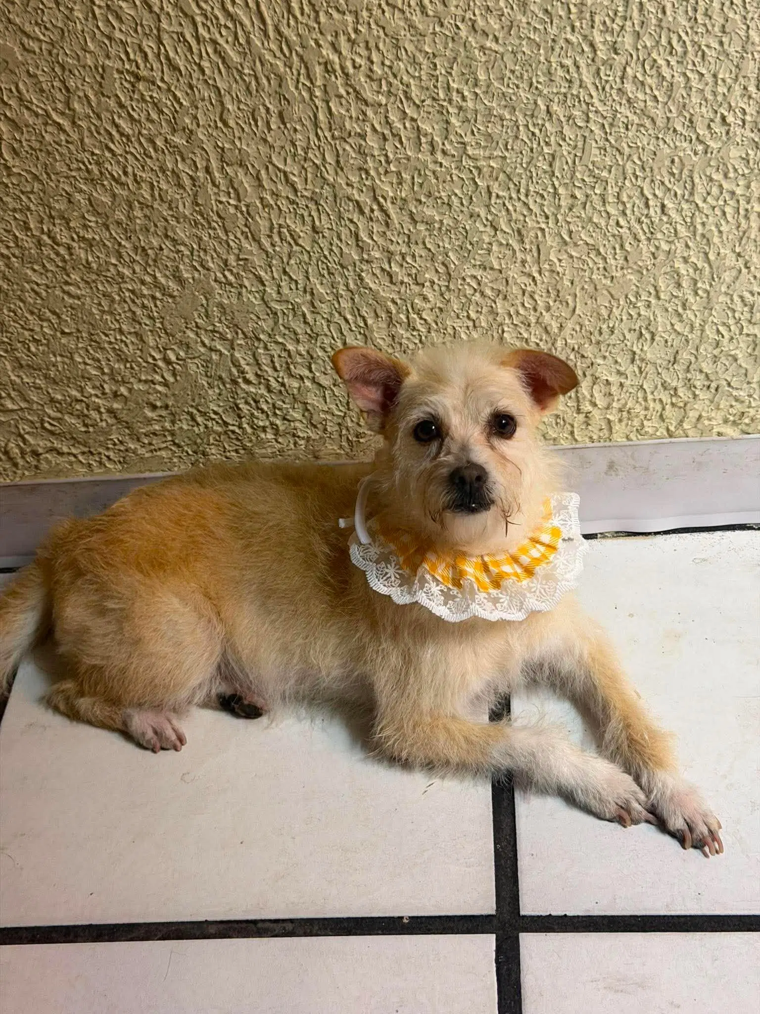 Jabari N - Border Terrier Mix