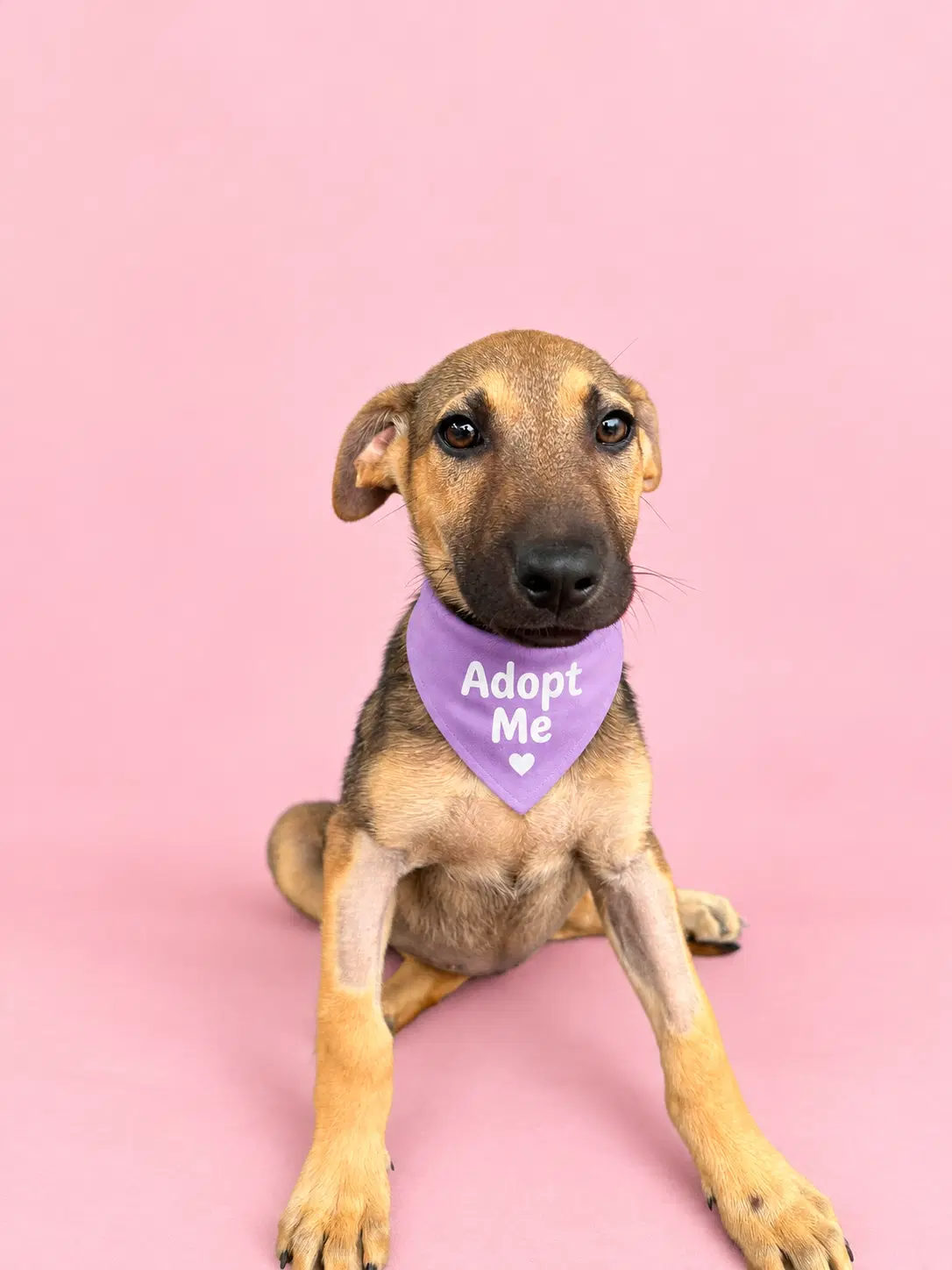 Stella As - German Shepherd Dog