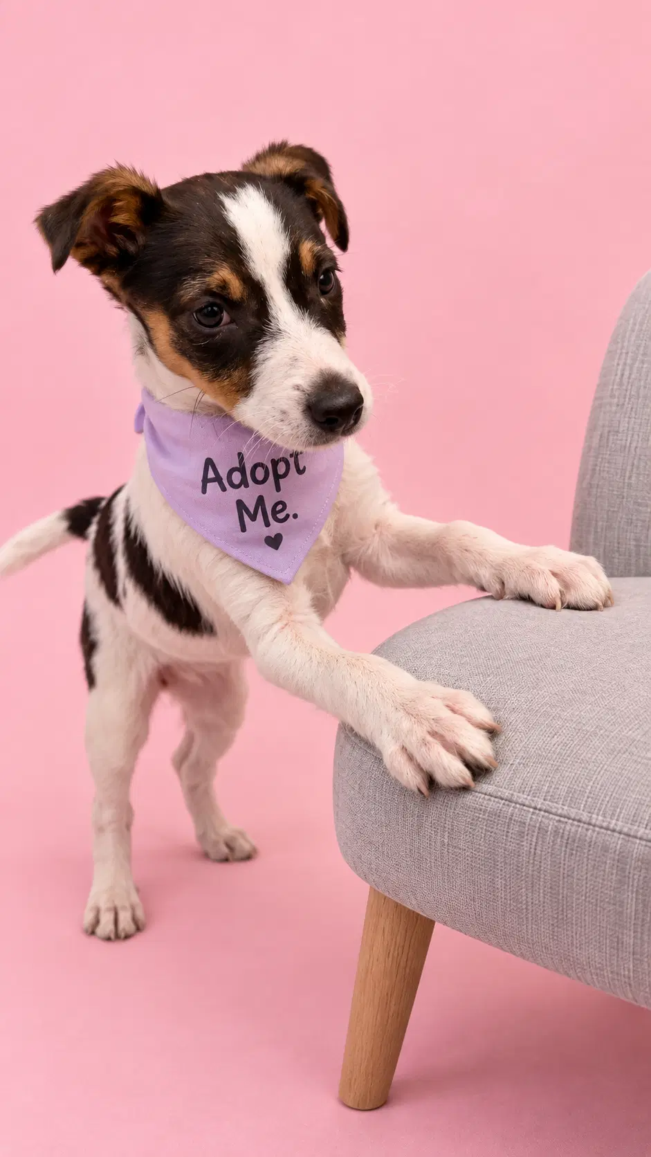 Fiona E - Rat Terrier