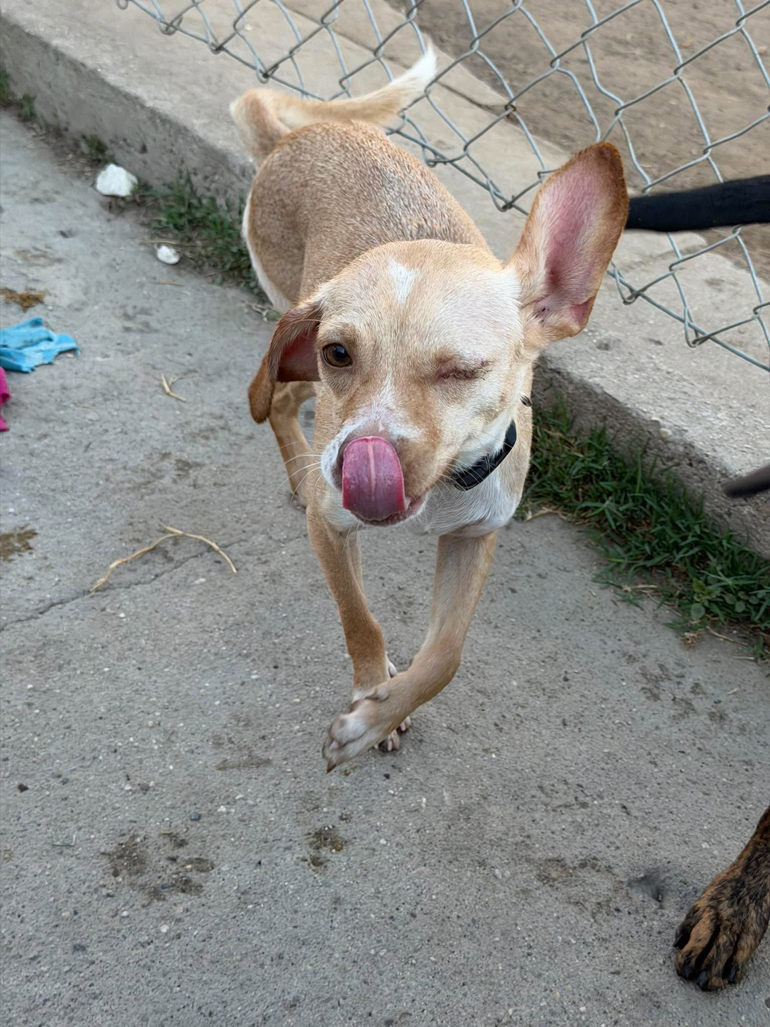 Roxy T, photo 6