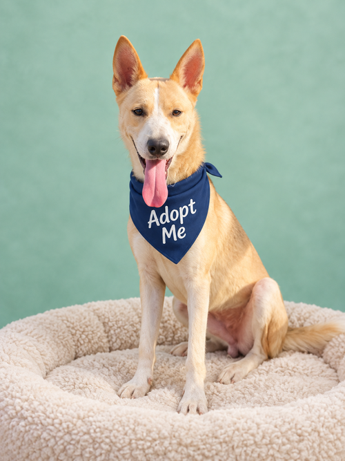 Tin Tin GR, a dog for adoption from Ozzie and Friends Rescue Inc