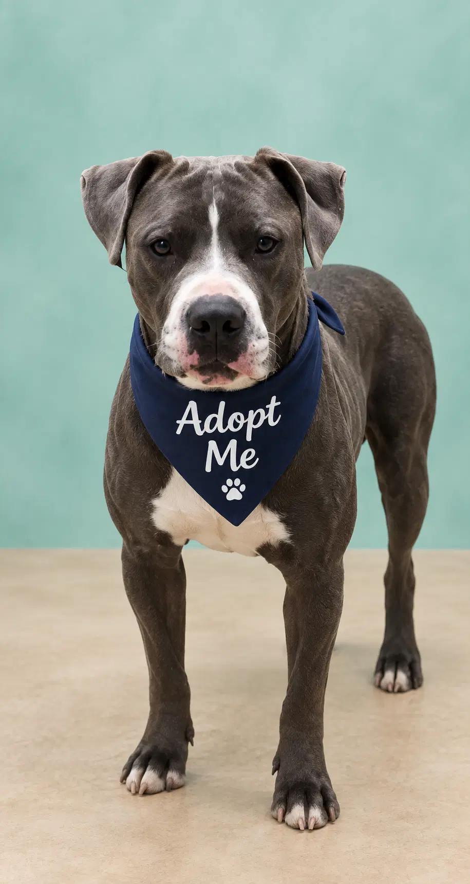 Lucky Gr - Pit Bull Terrier