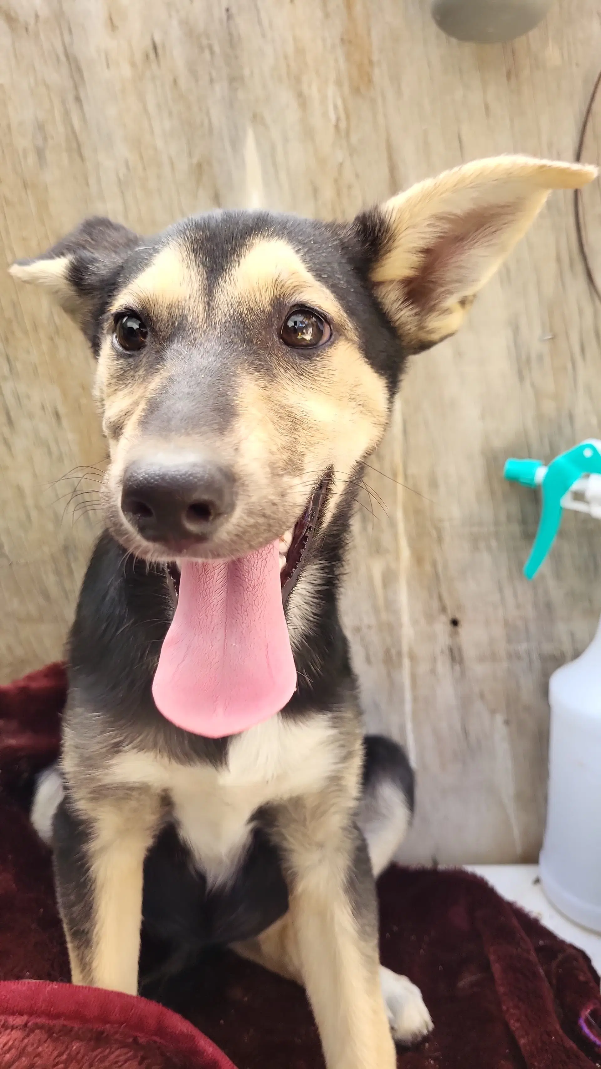 Galaxy - Husky