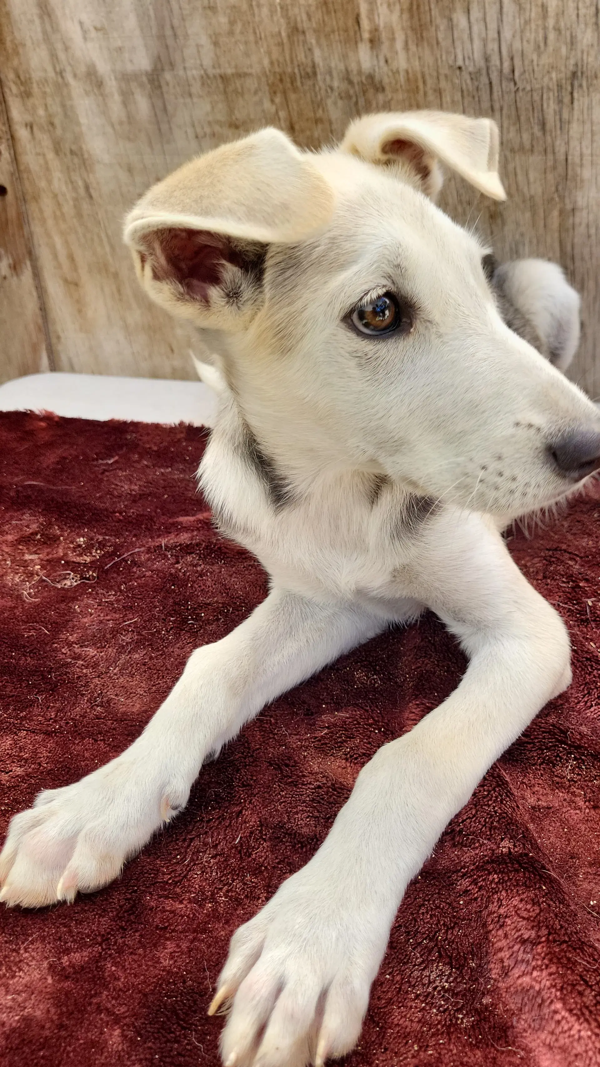 Milky Way - Husky