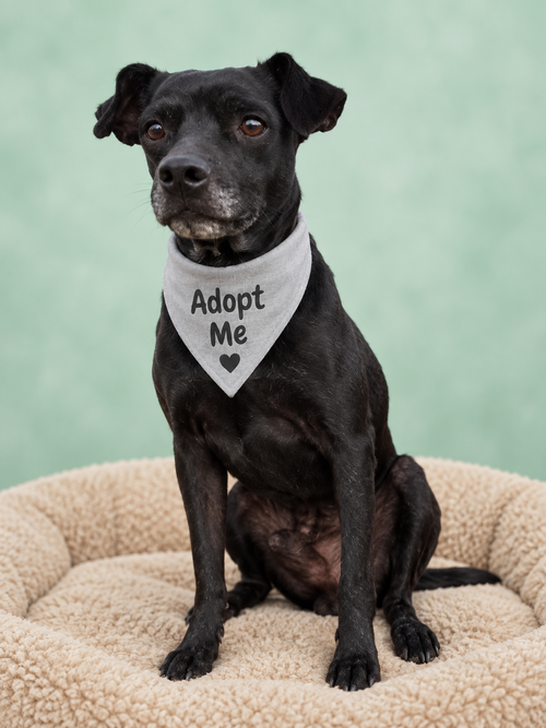 Superman, a dog for adoption from Ozzie and Friends Rescue Inc